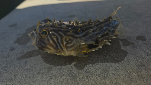 Striped burrfish (Chilomycterus schoepfii) — Diodontidae