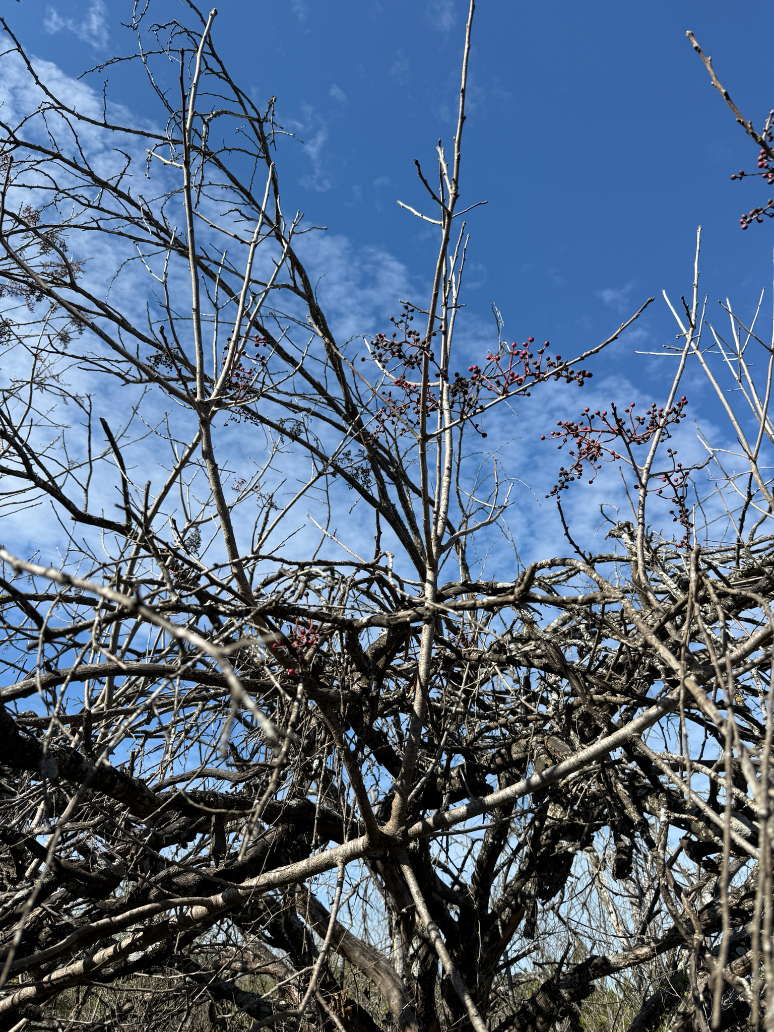 Chinese Pistachio (Pistacia chinensis)