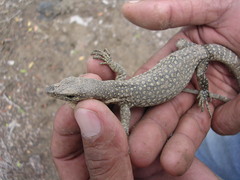 Varanus timorensis