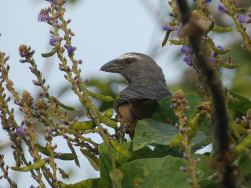 Cinnamon-bellied Saltator (Saltator grandis)