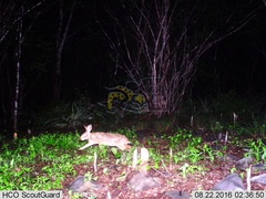 Sylvilagus cunicularius