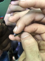 Cercosaura oshaughnessyi