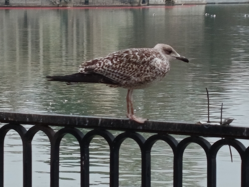 Lesser Black-backed Gull (Larus fuscus), photo 6