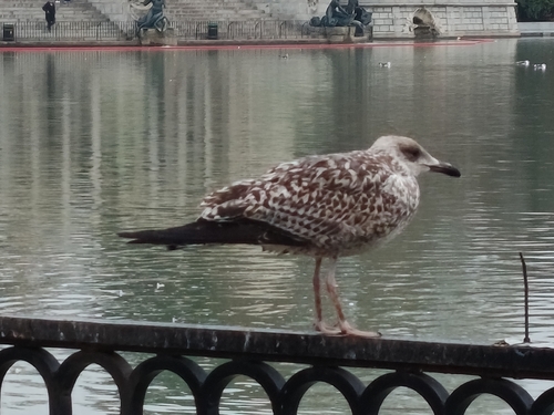Lesser Black-backed Gull (Larus fuscus), photo 7