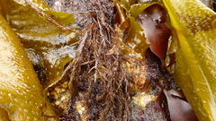 Cryptosiphonia woodii