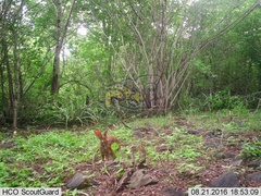 Sylvilagus cunicularius