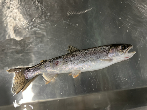 Clark's trout (Oncorhynchus clarkii) — Salmonidae
