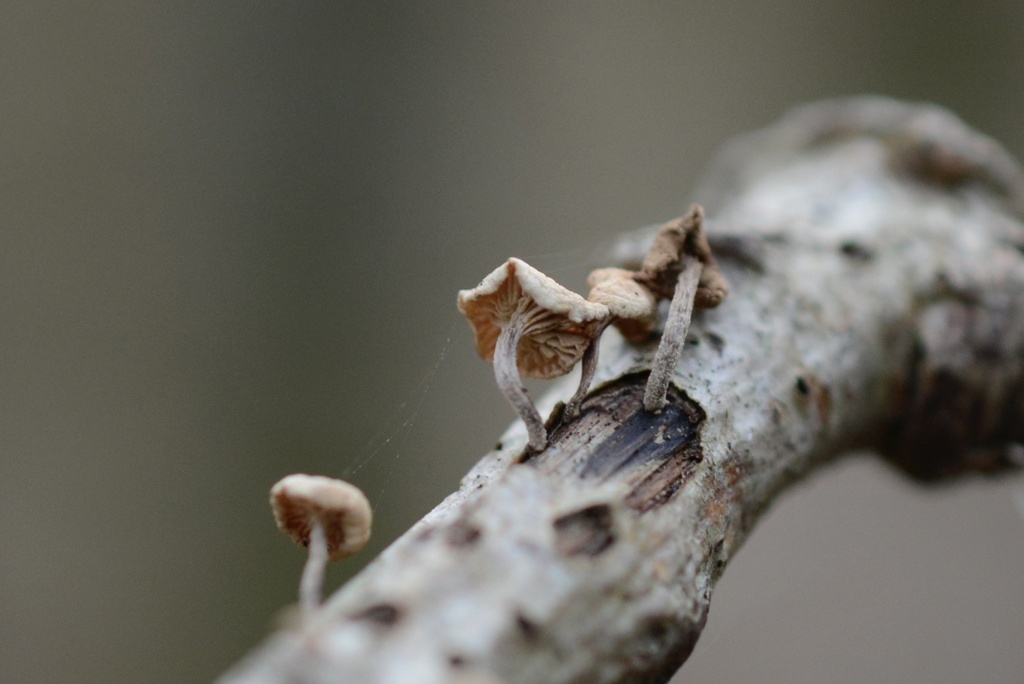 Collybiopsis ramealis · January 2026 · photo: © cryptomarasmius (iNaturalist, cc-by)