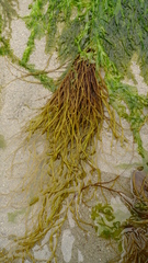 Gracilariopsis
