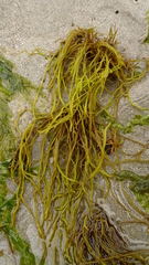 Gracilariopsis