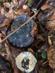 Entoloma medianox