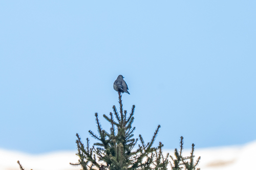 Mistle Thrush (Turdus viscivorus), photo 3