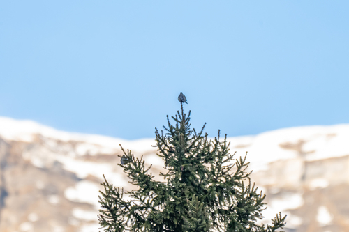 Mistle Thrush (Turdus viscivorus), photo 4