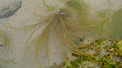 Gracilariopsis