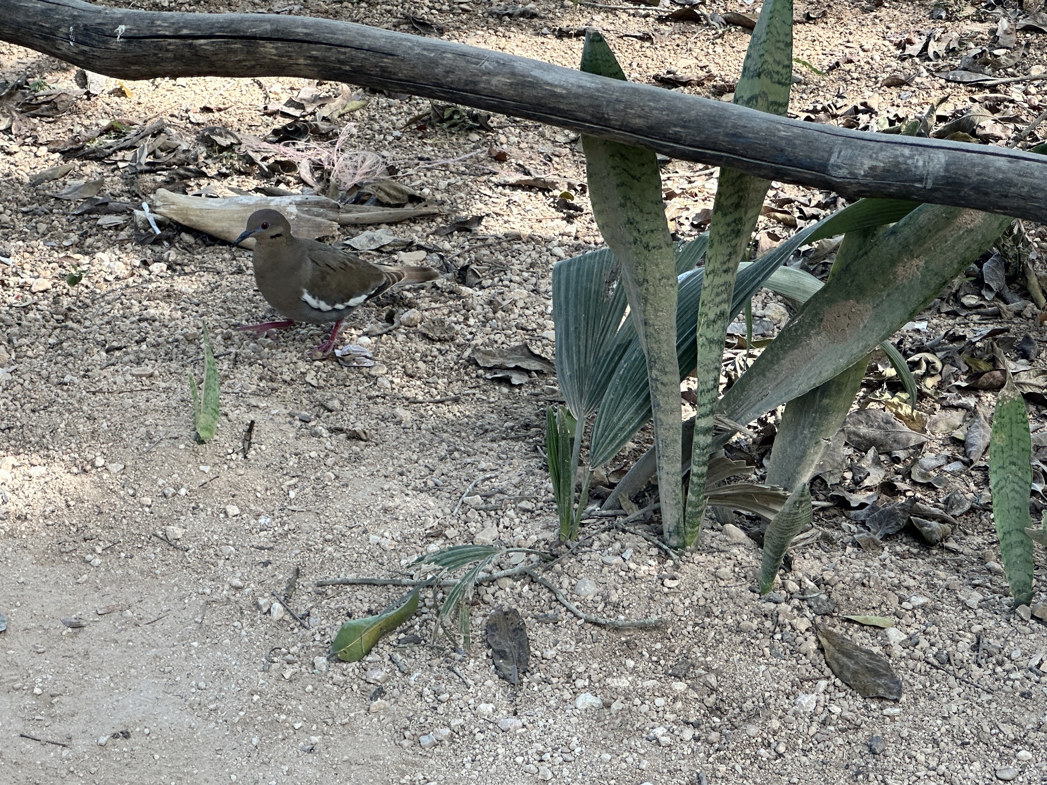 White-Winged Dove - Slide 5