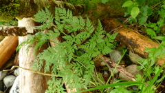 Conioselinum