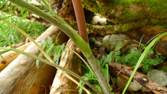 Conioselinum