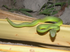 Trimeresurus insularis