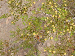 Larrea nitida