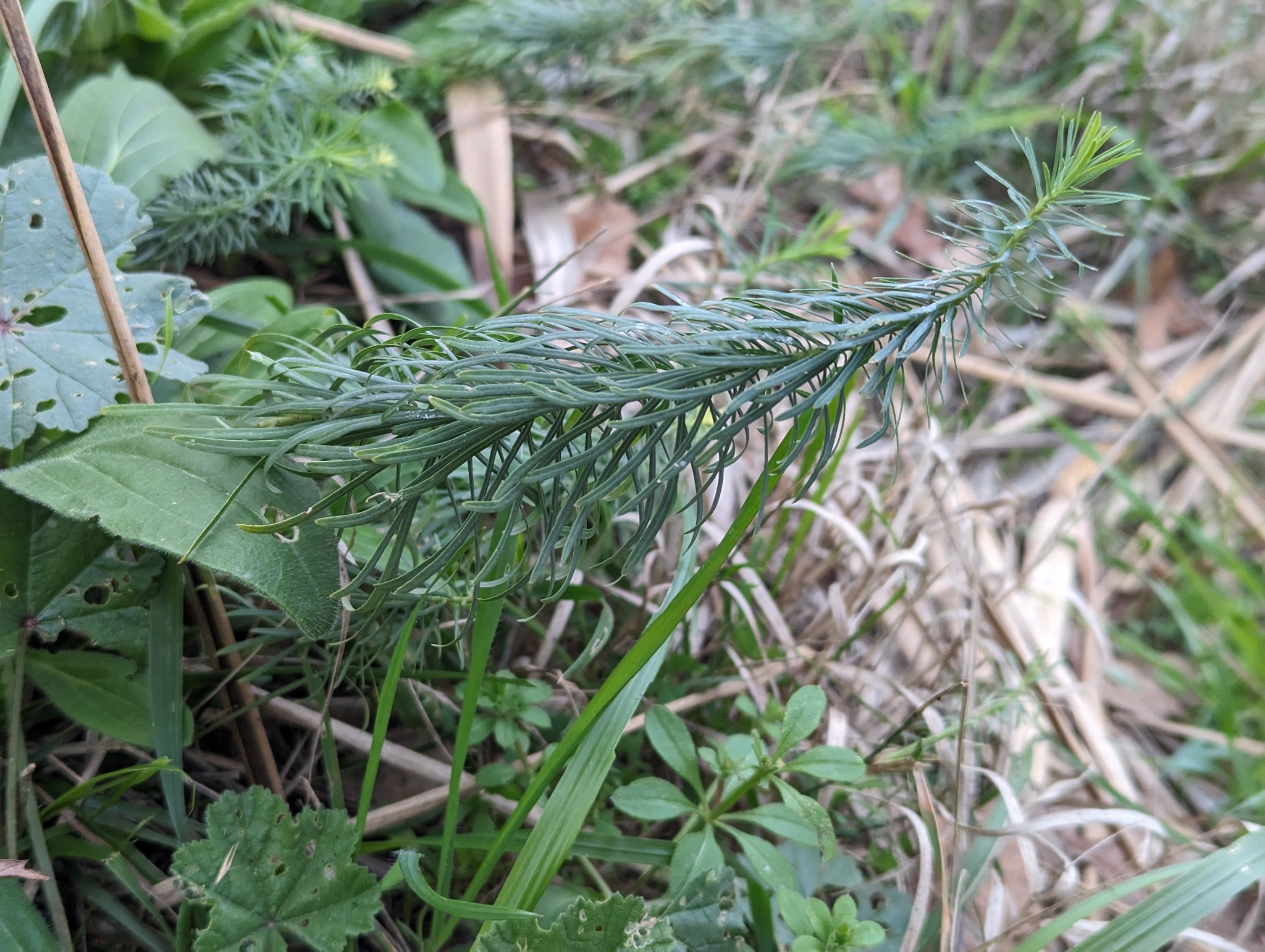 Cypress spurge
