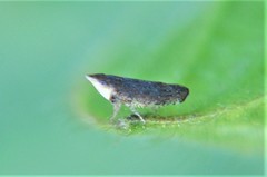 Scaphytopius frontalis