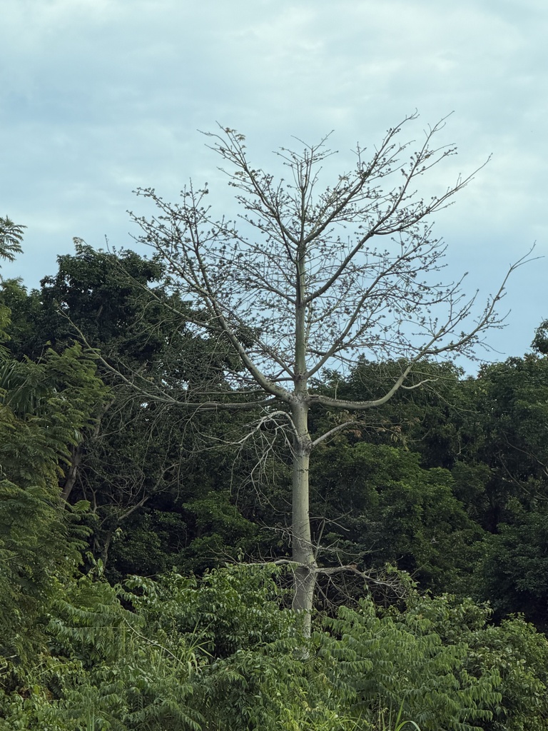 cây bông gòn – Ceiba pentandra