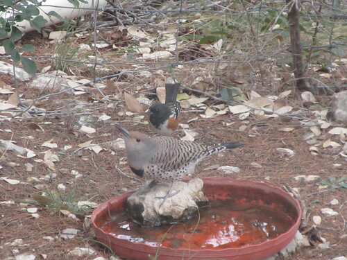 Spotted Towhee (Pipilo maculatus), photo 3