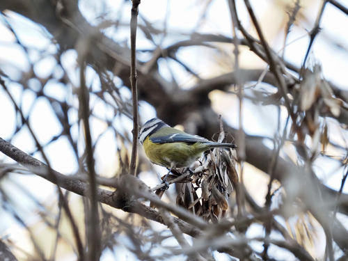 Eurasian Blue Tit (Cyanistes caeruleus), photo 3