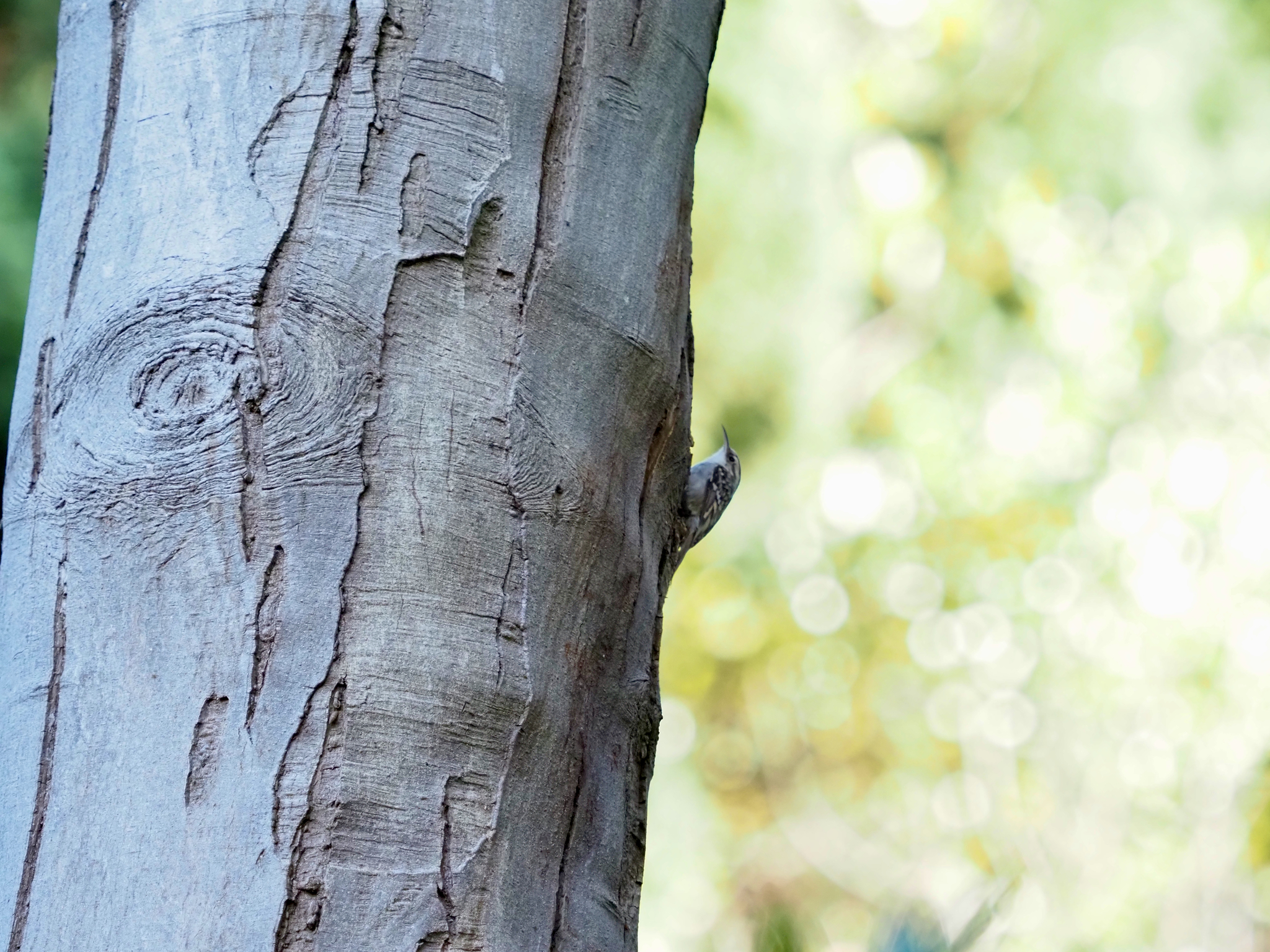 Short-toed Treecreeper (Certhia brachydactyla), photo 3