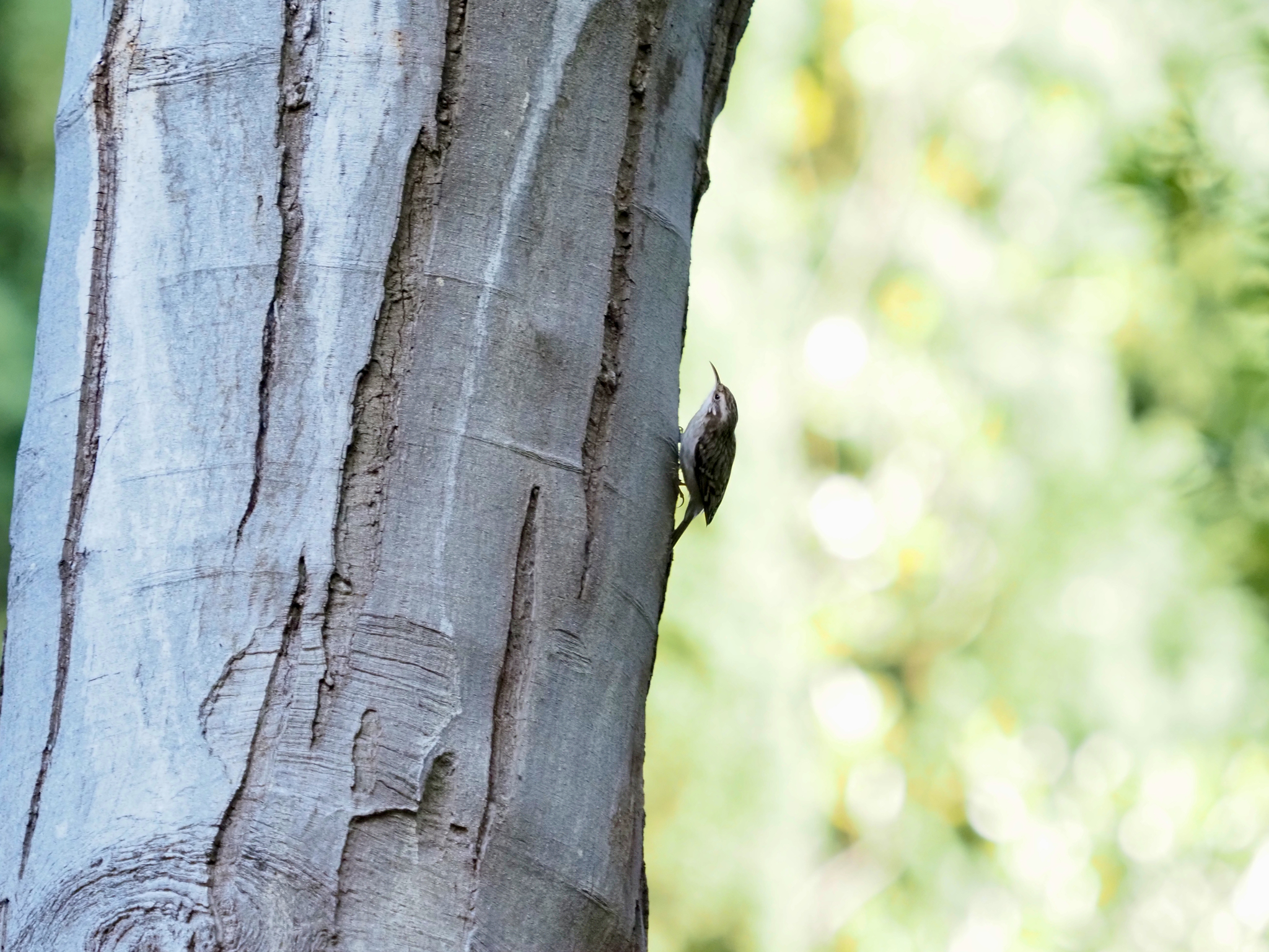 Short-toed Treecreeper (Certhia brachydactyla), photo 4