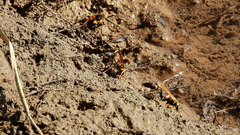 Sceliphron asiaticum
