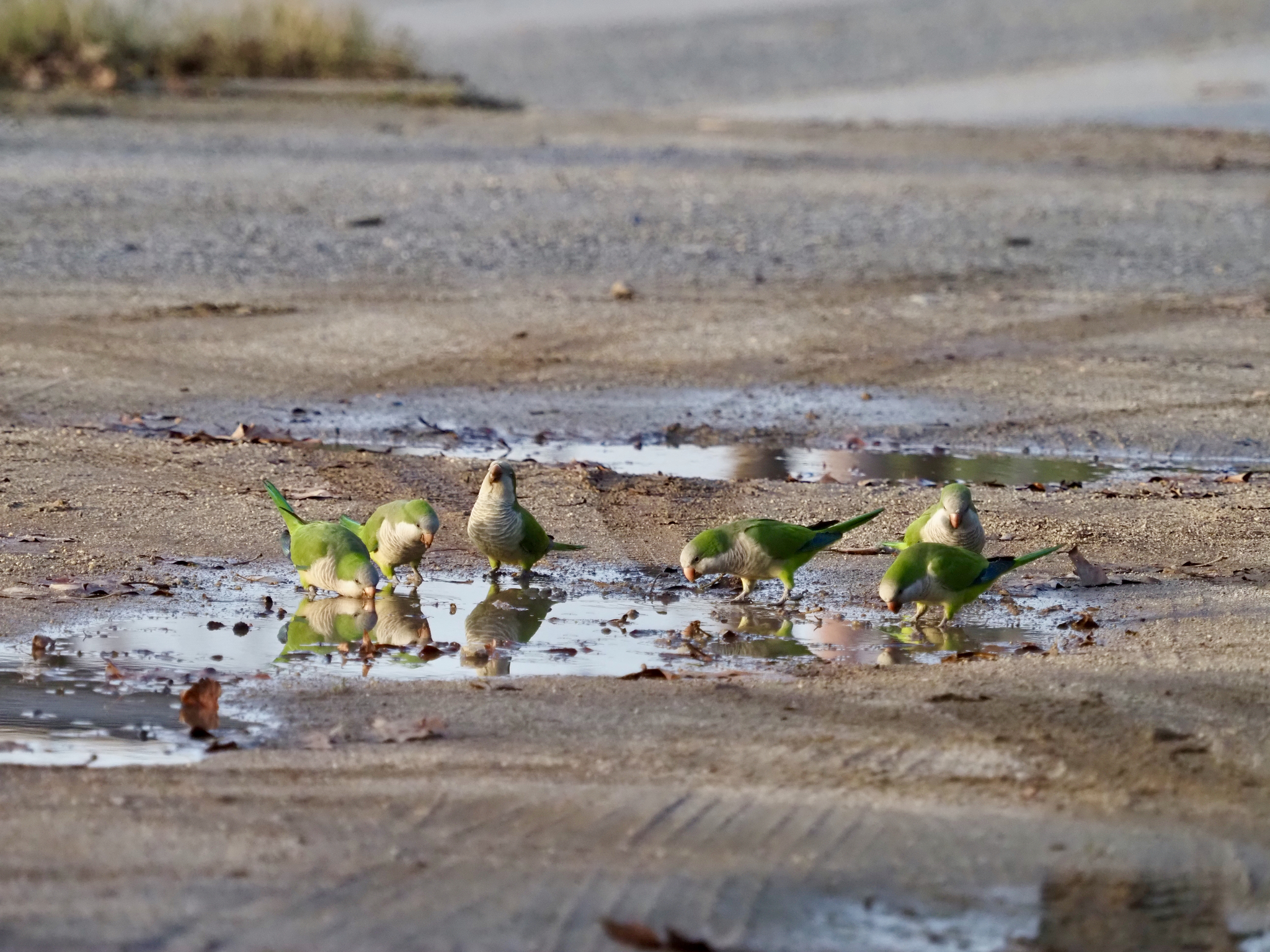 Monk Parakeet (Myiopsitta monachus), photo 5
