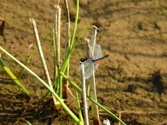 Erythrodiplax connata