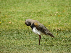 Vanellus chilensis