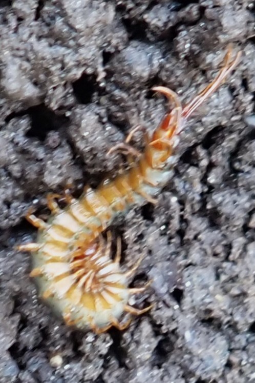 Scolopocryptops sexspinosus Say, 1821