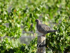 Patagioenas maculosa