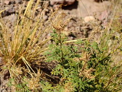 Junellia crithmifolia