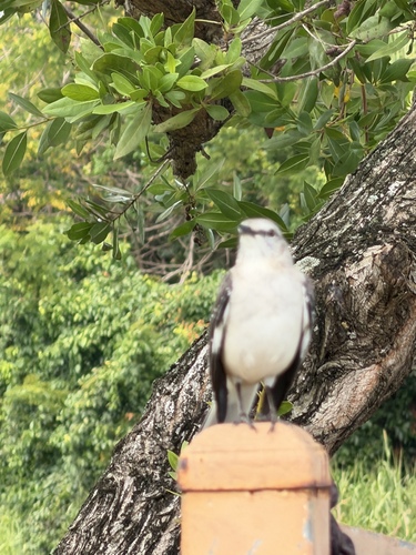 Northern Mockingbird (Mimus polyglottos), photo 5