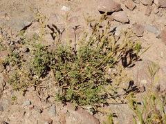 Junellia crithmifolia