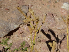 Junellia crithmifolia
