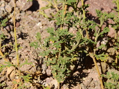 Junellia crithmifolia