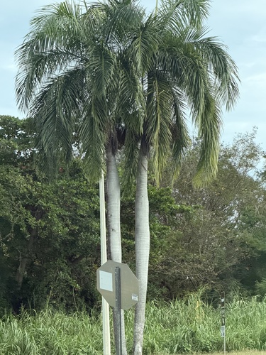 Roystonea borinquena, photograph 5