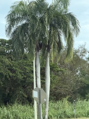 author not stated, no rights reserved Roystonea borinquena, photograph author not stated, no rights reserved