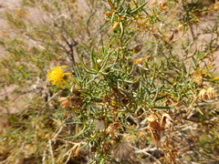 Senecio subulatus