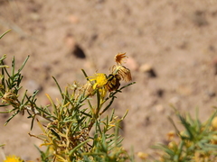 Bombus opifex