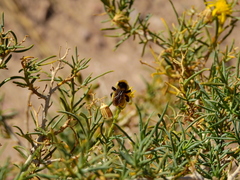 Bombus opifex