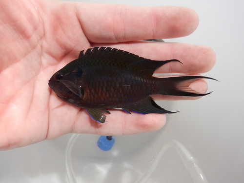 Crescent damsel (Neopomacentrus cyanomos) — Pomacentridae