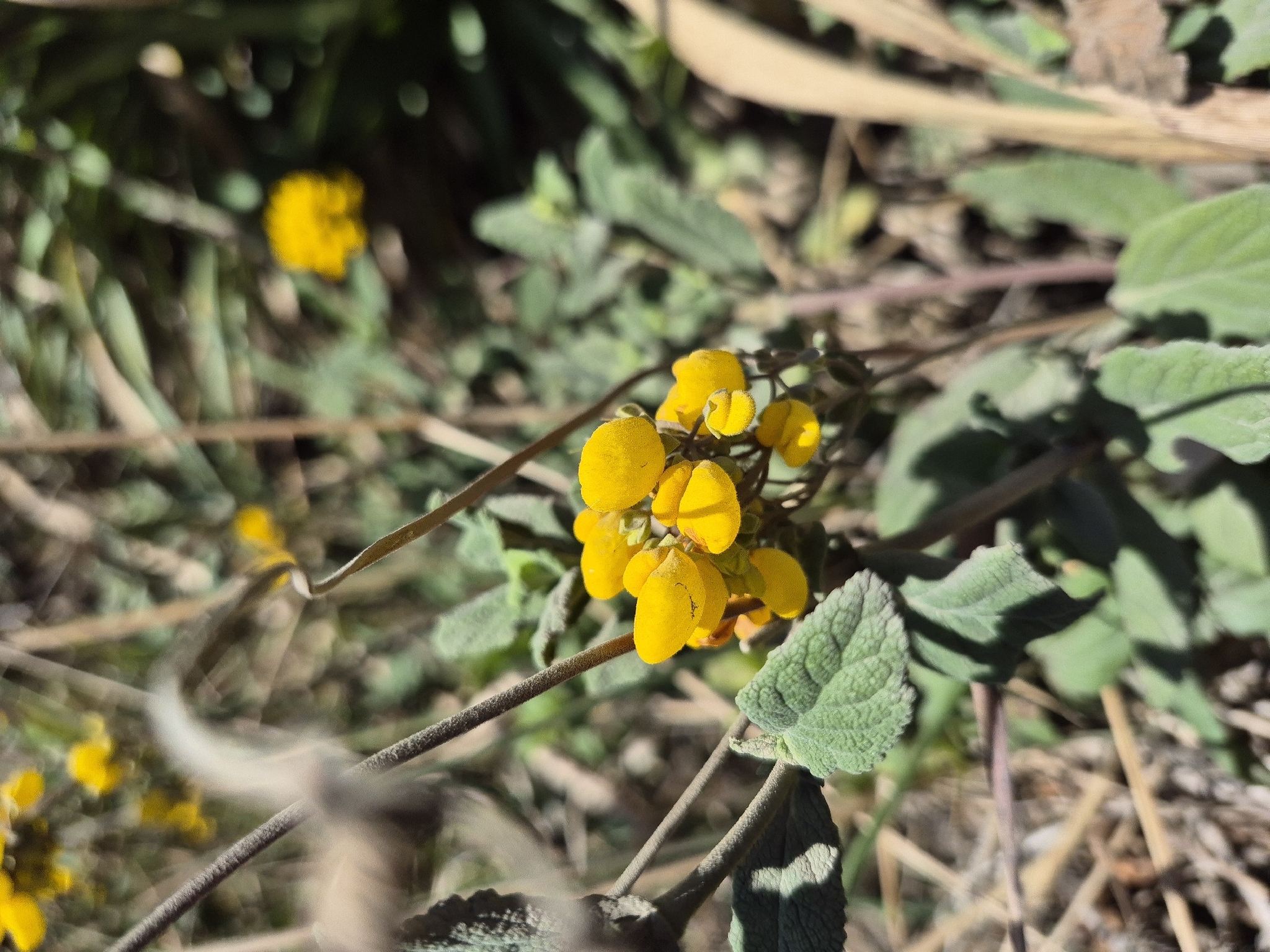 Slipper flower