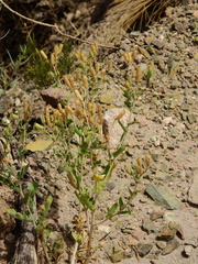 Mentzelia albescens