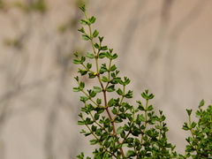 Larrea cuneifolia